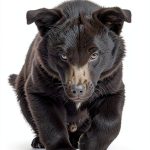 Blackstone Publishing Travel Biography Kindle Book English-0